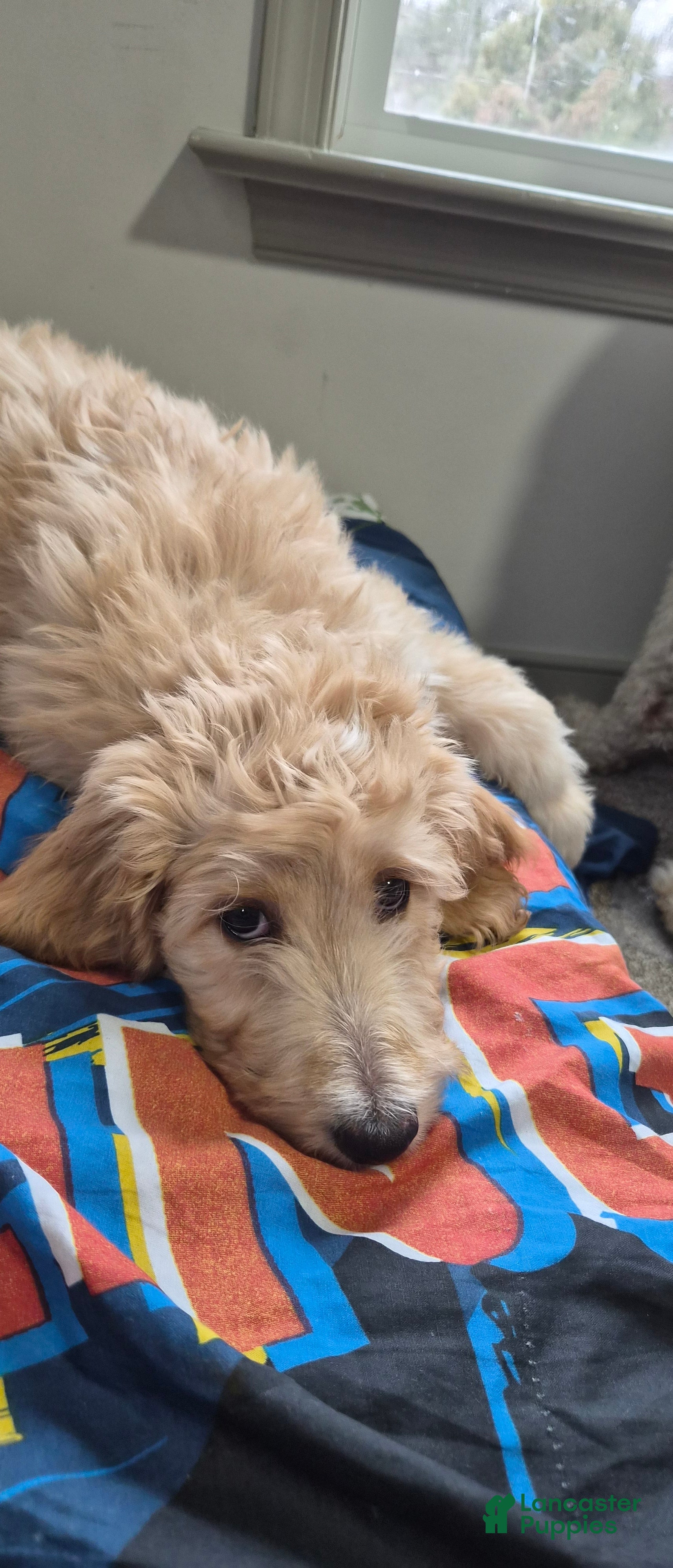 Goldendoodle dogs MAXIMILIAN  - Ad 18