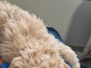 Goldendoodle dogs MAXIMILIAN - Ad 18