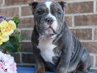 American Bully dogs - Ad 18