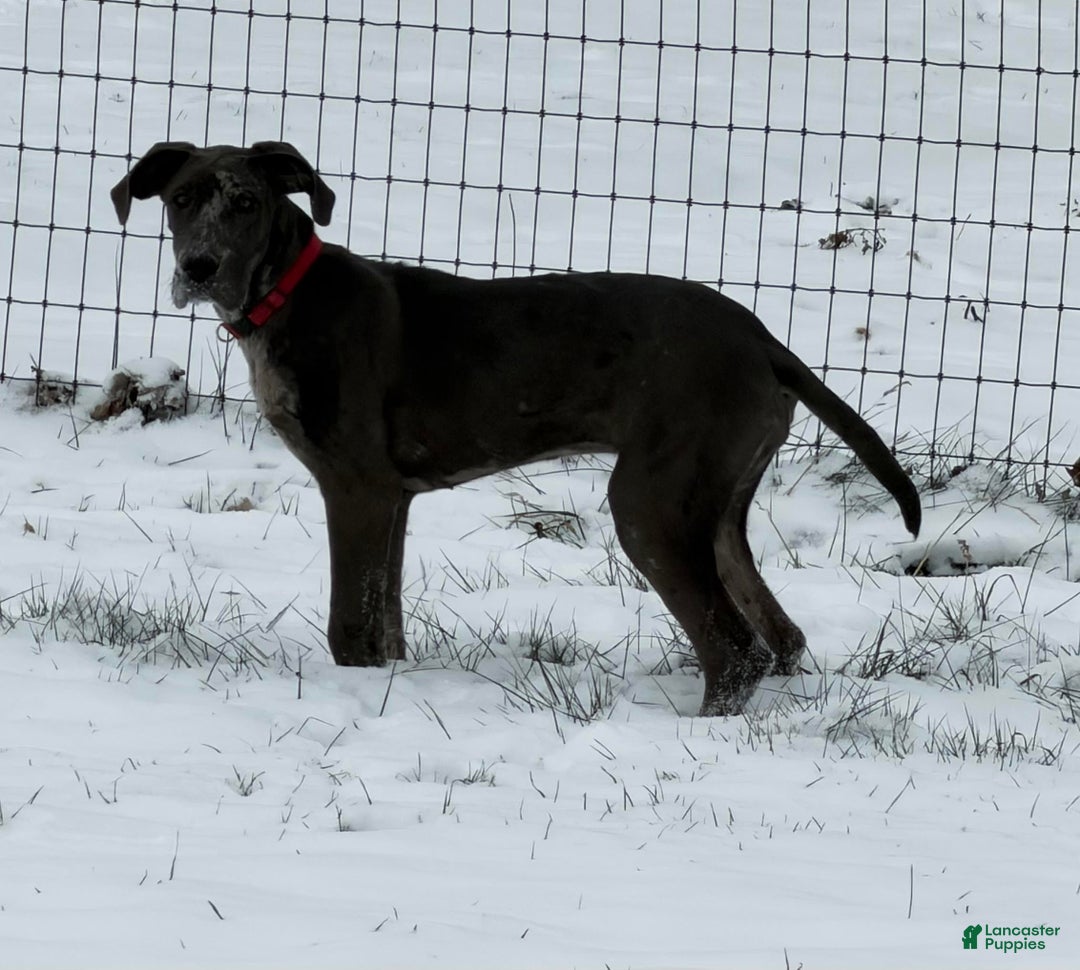 Great Dane dogs for sale: Vanessa - Ad 1