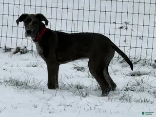 Great Dane dogs Vanessa - Ad 8
