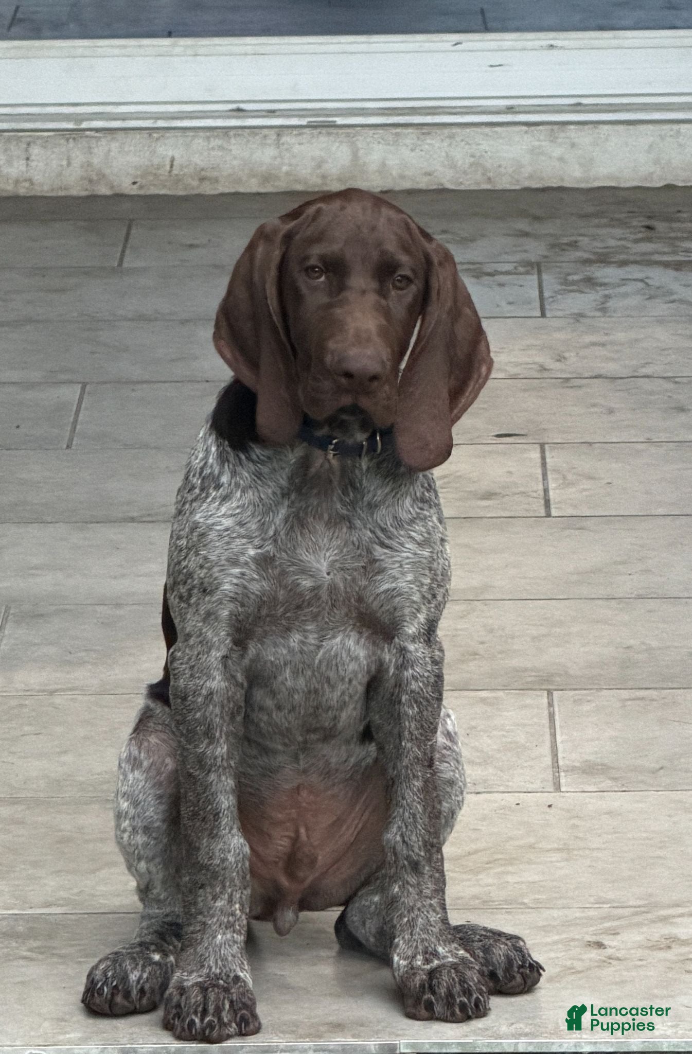 German Shorthaired Pointer dogs German Shorthaired Pointer 1 - Ad 5
