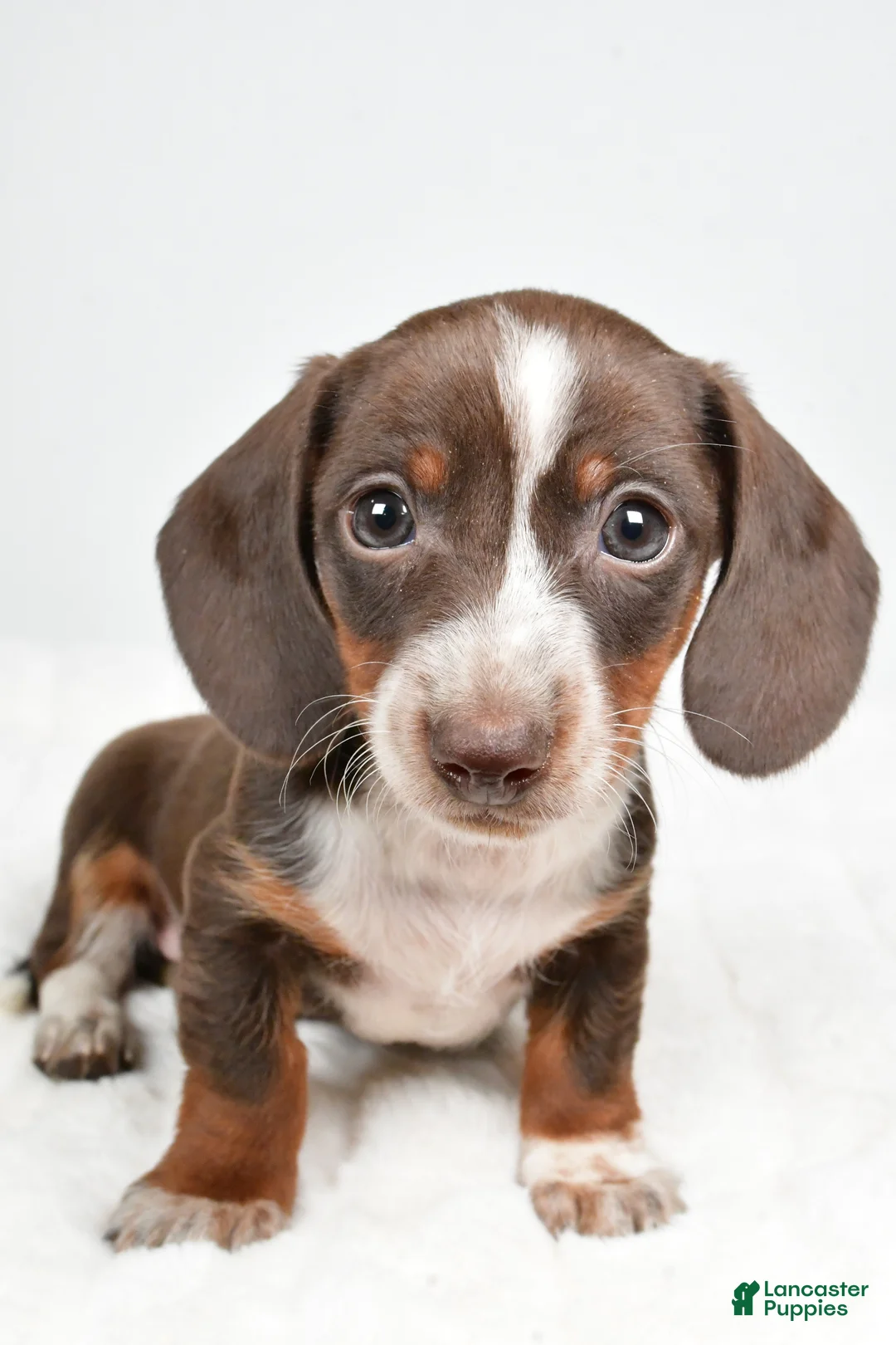 Dachshund dogs for sale: Theo - Ad 2