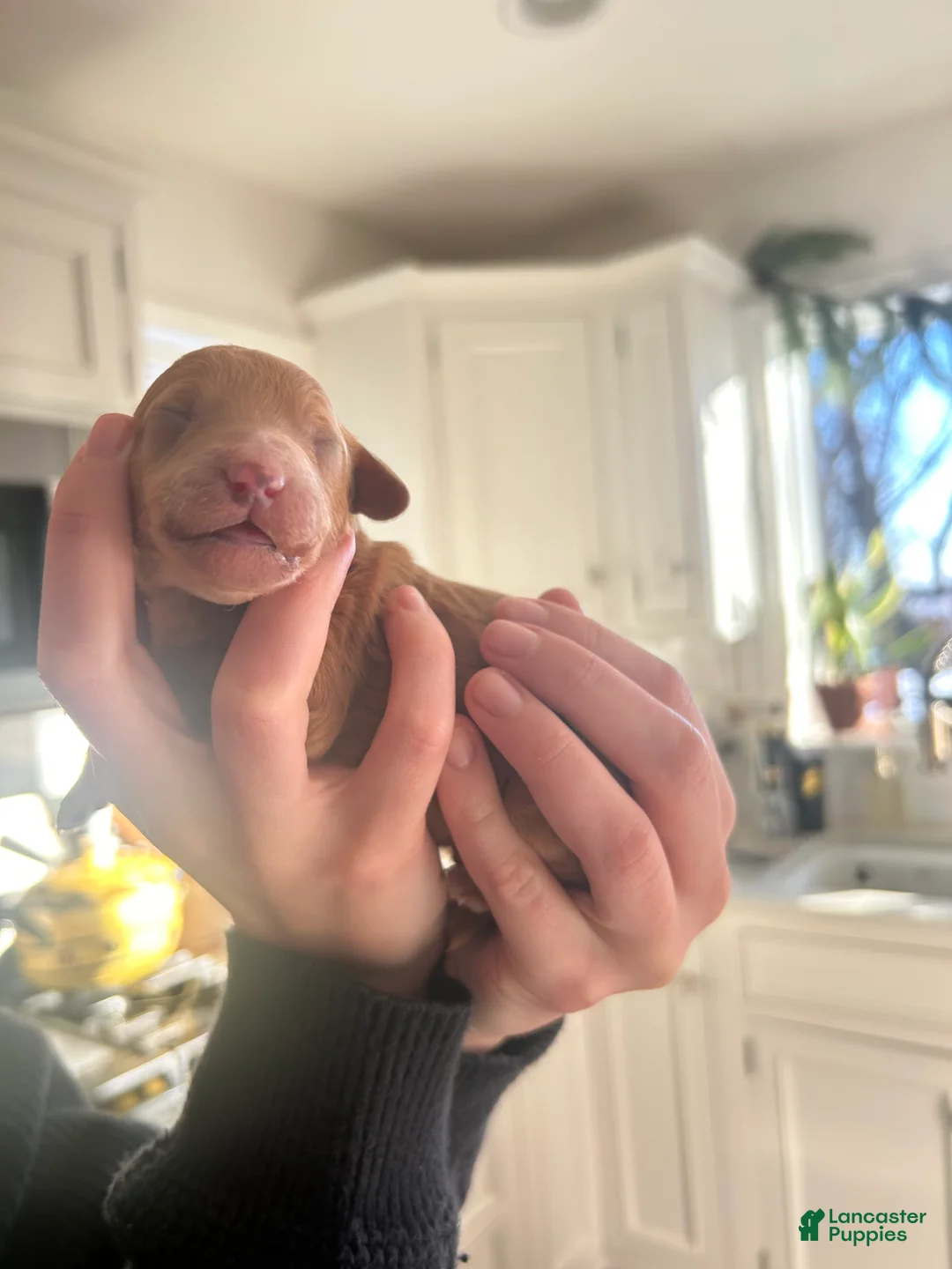 Mini Bernedoodle dogs for sale: Mini Bernedoodle Puppy 2 - Ad 2