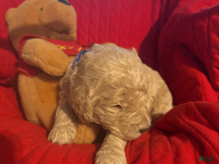 Goldendoodle dogs Dark Blue Collar - Ad 25