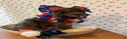 Bernedoodle dogs for sale: Kit-Kat - Ad 5