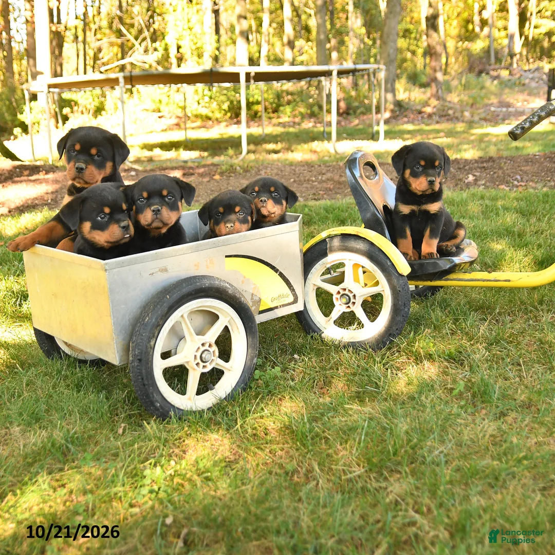 Rottweiler dogs for sale: Stella - Ad 5