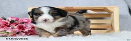 Mini Bernedoodle dogs for sale: Kaya - Ad 6