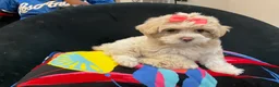 Shih Tzu dogs for sale: Leelee - Ad 5