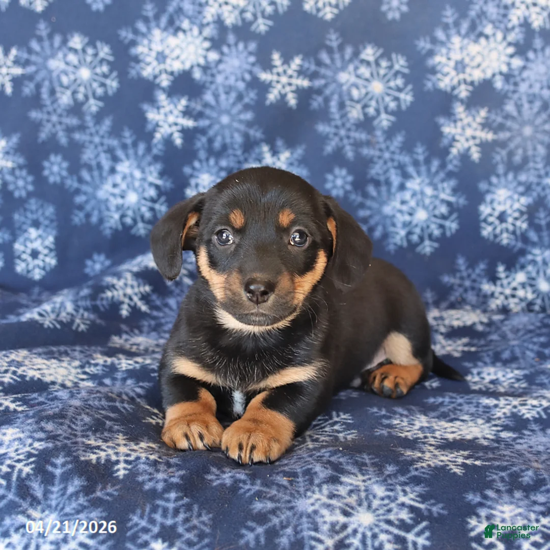 Welsh Corgi Pembroke dogs for sale: Scooter - Ad 1