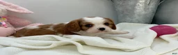 Cavalier King Charles Spaniel dogs for sale: Kate - Ad 2