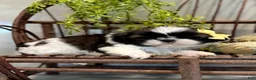 Shih Tzu dogs for sale: AKC SIMON - Ad 3