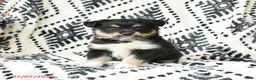 Miniature Australian Shepherd dogs for sale: Miracle - Ad 3