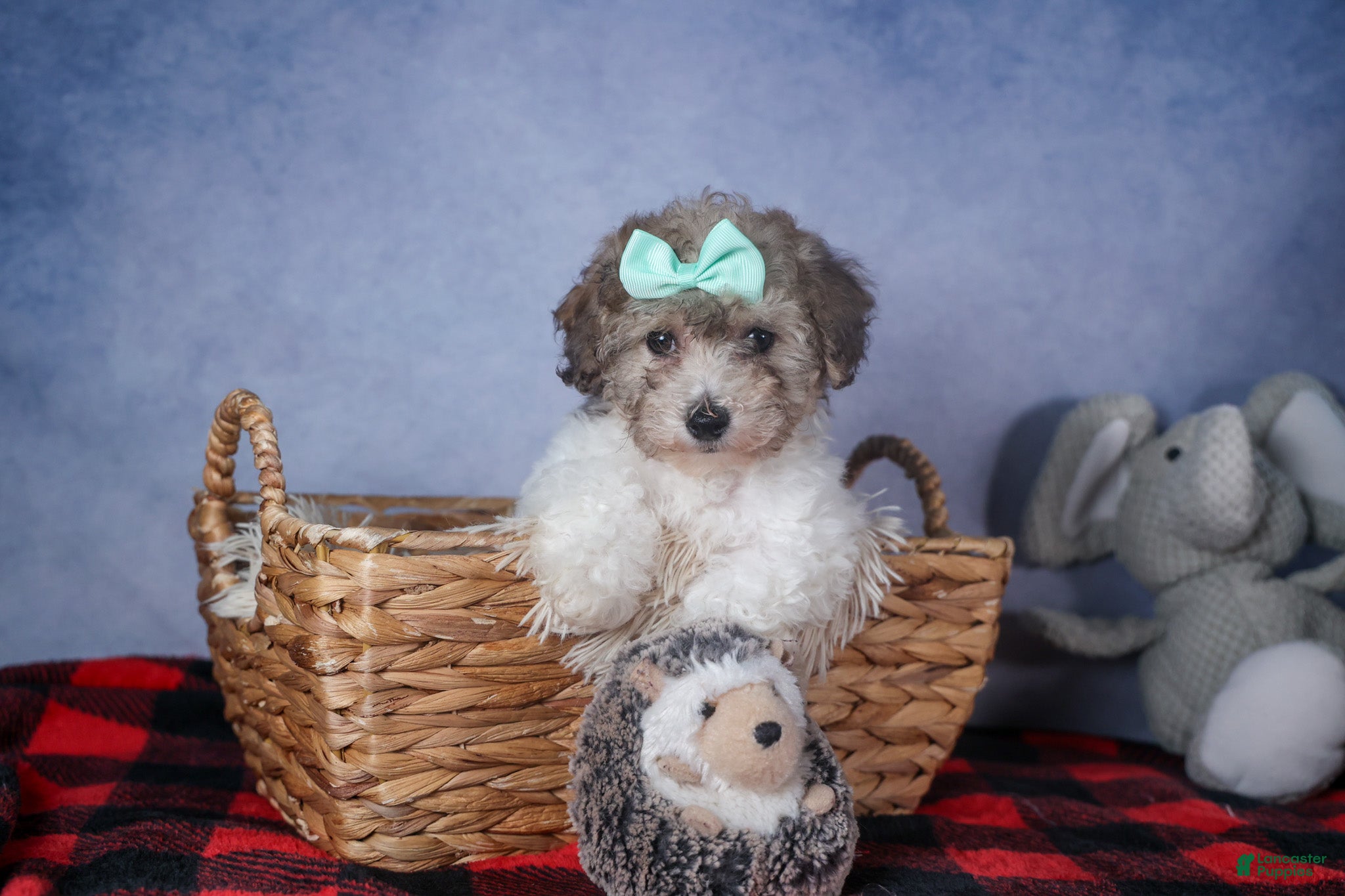 Bichpoo dogs Sunshine - Ad 1