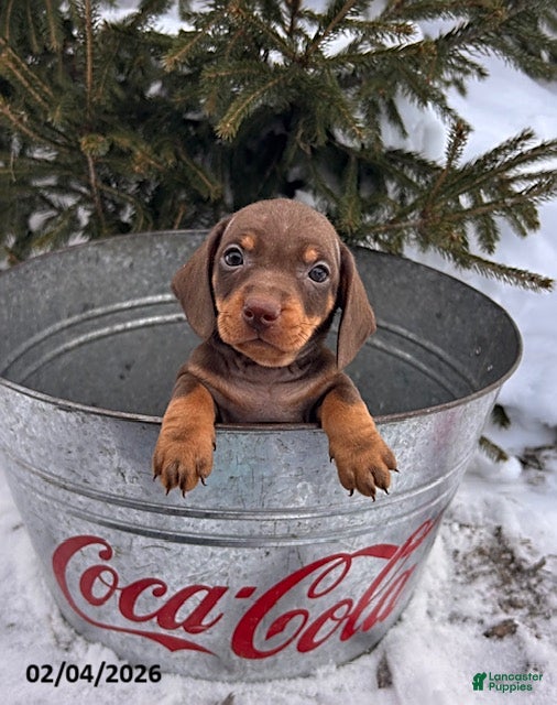 Miniature Dachshund dogs Chip - Ad 39