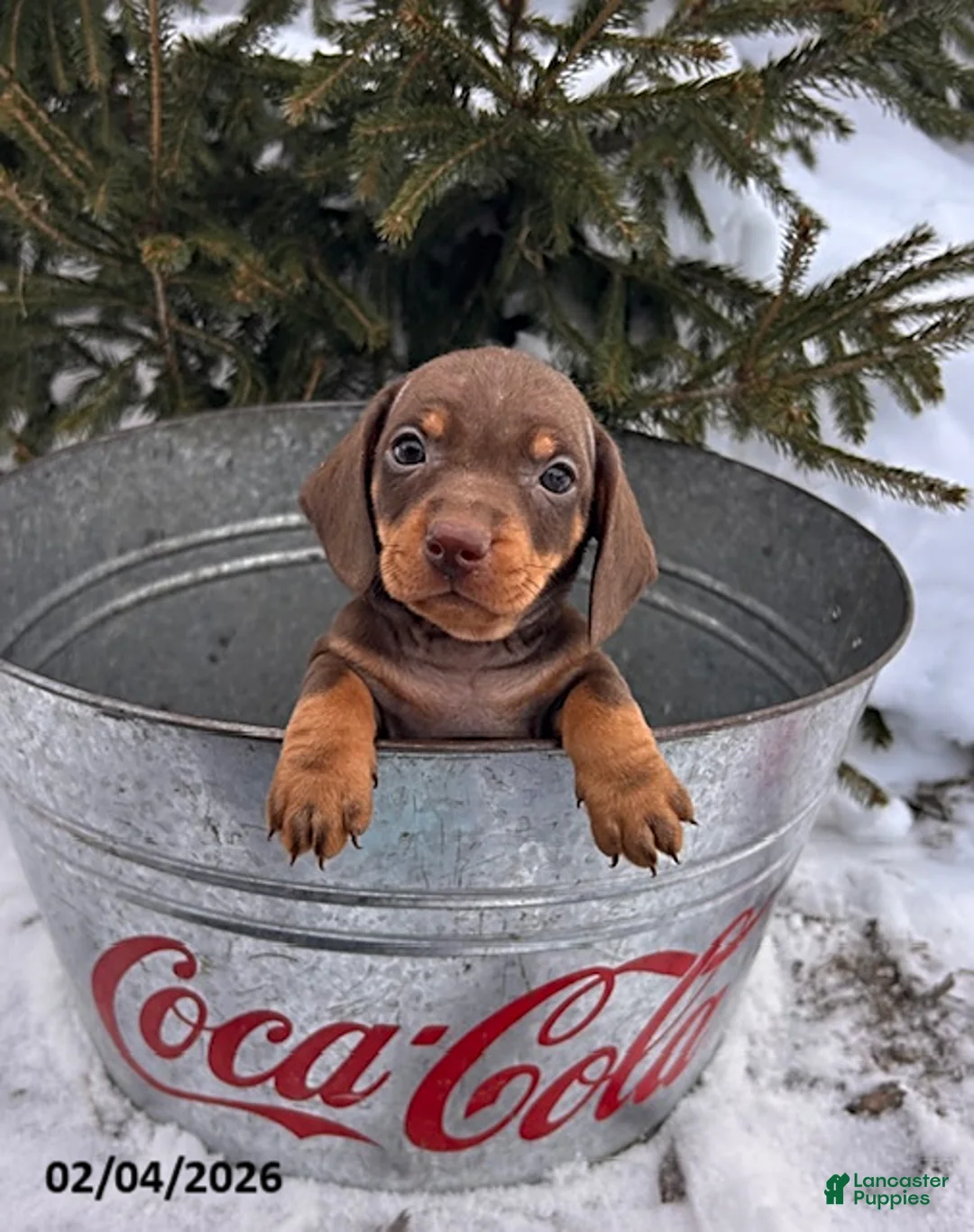 Miniature Dachshund dogs for sale: Chip - Ad 1