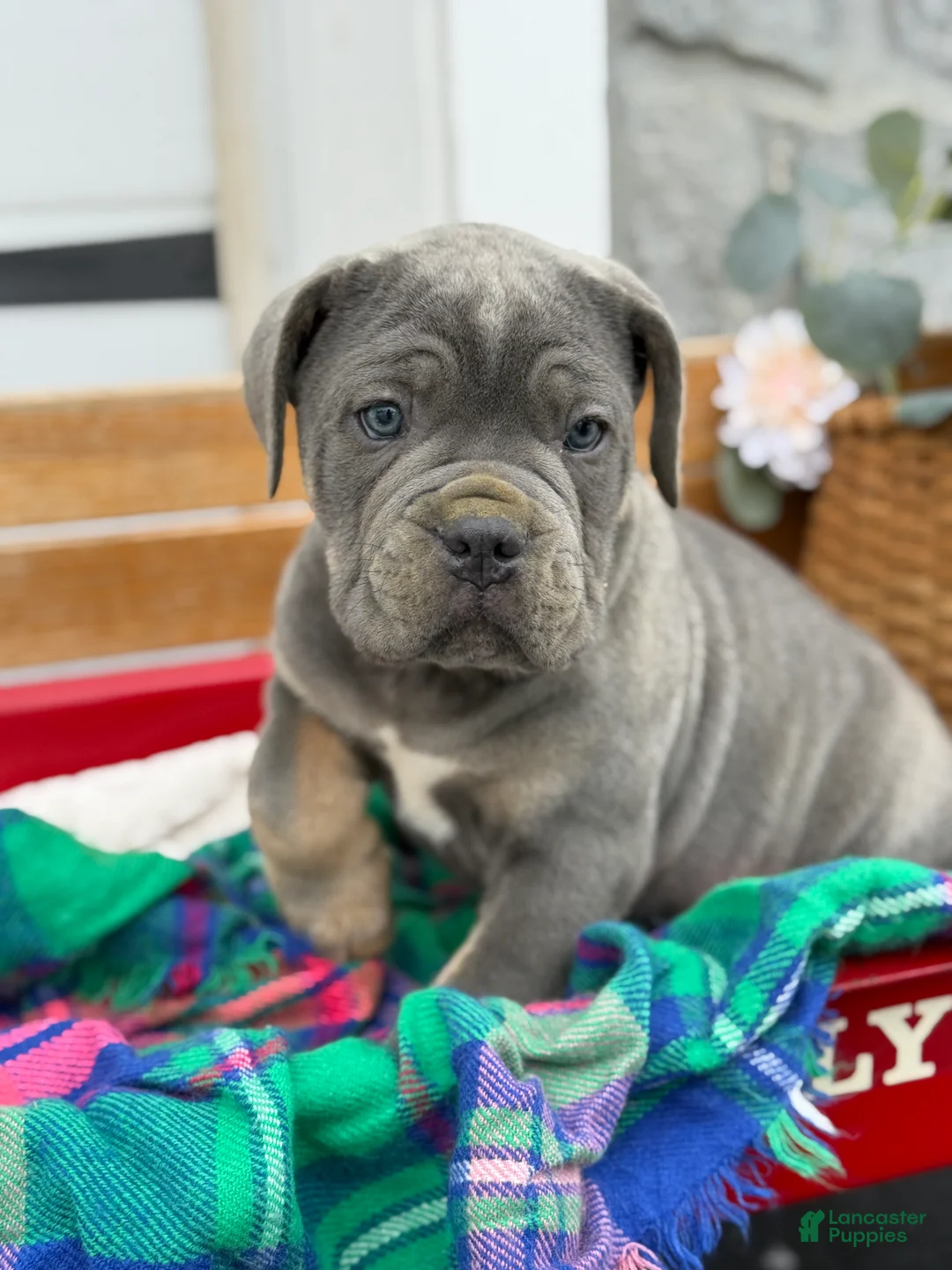 Cane Corso dogs for sale: Arlo - Ad 8