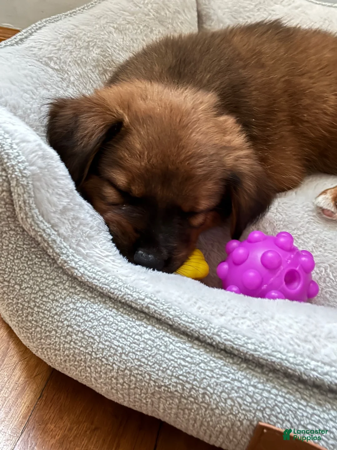 Mixed Breed dogs for sale: Mixed Breed 1 - Ad 4