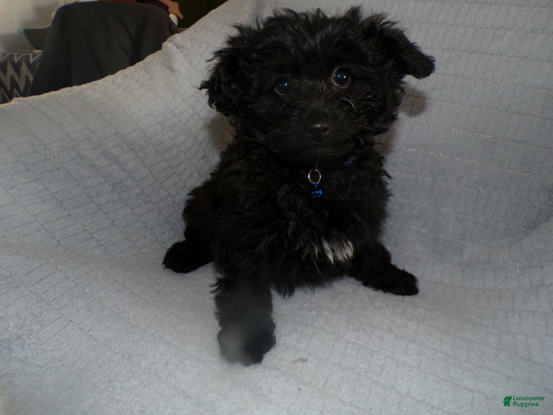 Pomapoo dogs for sale: Pomapoo Puppy 2 Mia - Ad 4