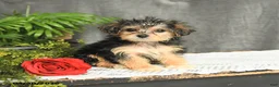 Yorkiepoo dogs for sale: Lucas - Ad 2