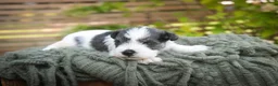 Miniature Schnauzer dogs for sale: Beauregard Miniature Schnauzer - Ad 4