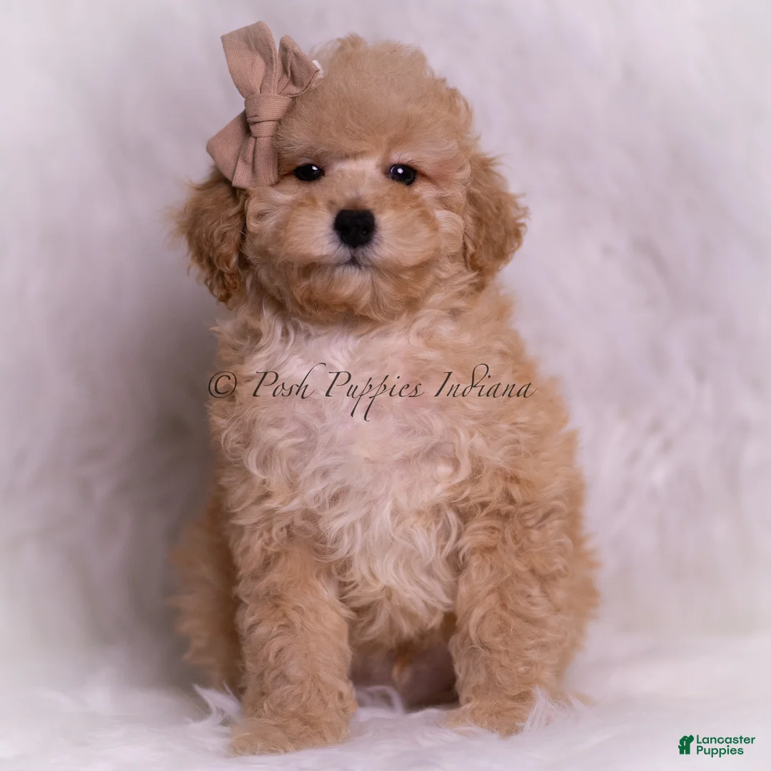 Toy Poodle dogs for sale: Tink - Ad 5