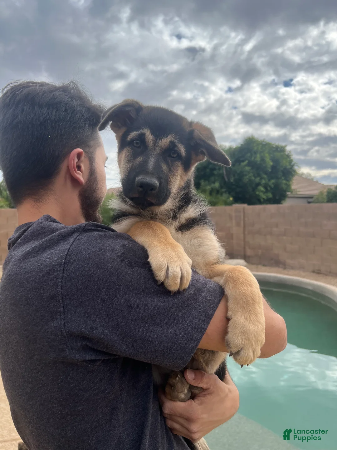 German Shepherd dogs for sale: German Shepherd Puppy 2 - Ad 1