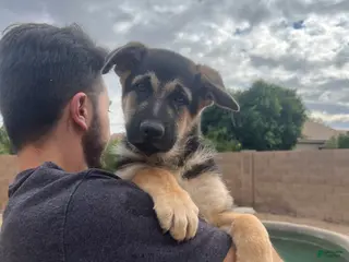 German Shepherd dogs German Shepherd Puppy 2 - Ad 5