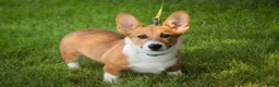 Welsh Corgi Pembroke dogs for sale: Ripley - Ad 3