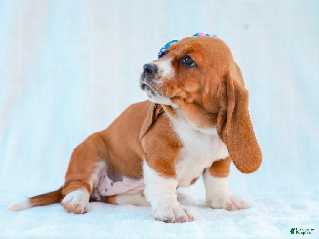 Basset Hound dogs for sale: Jana Basset Hound Pup - Ad 5