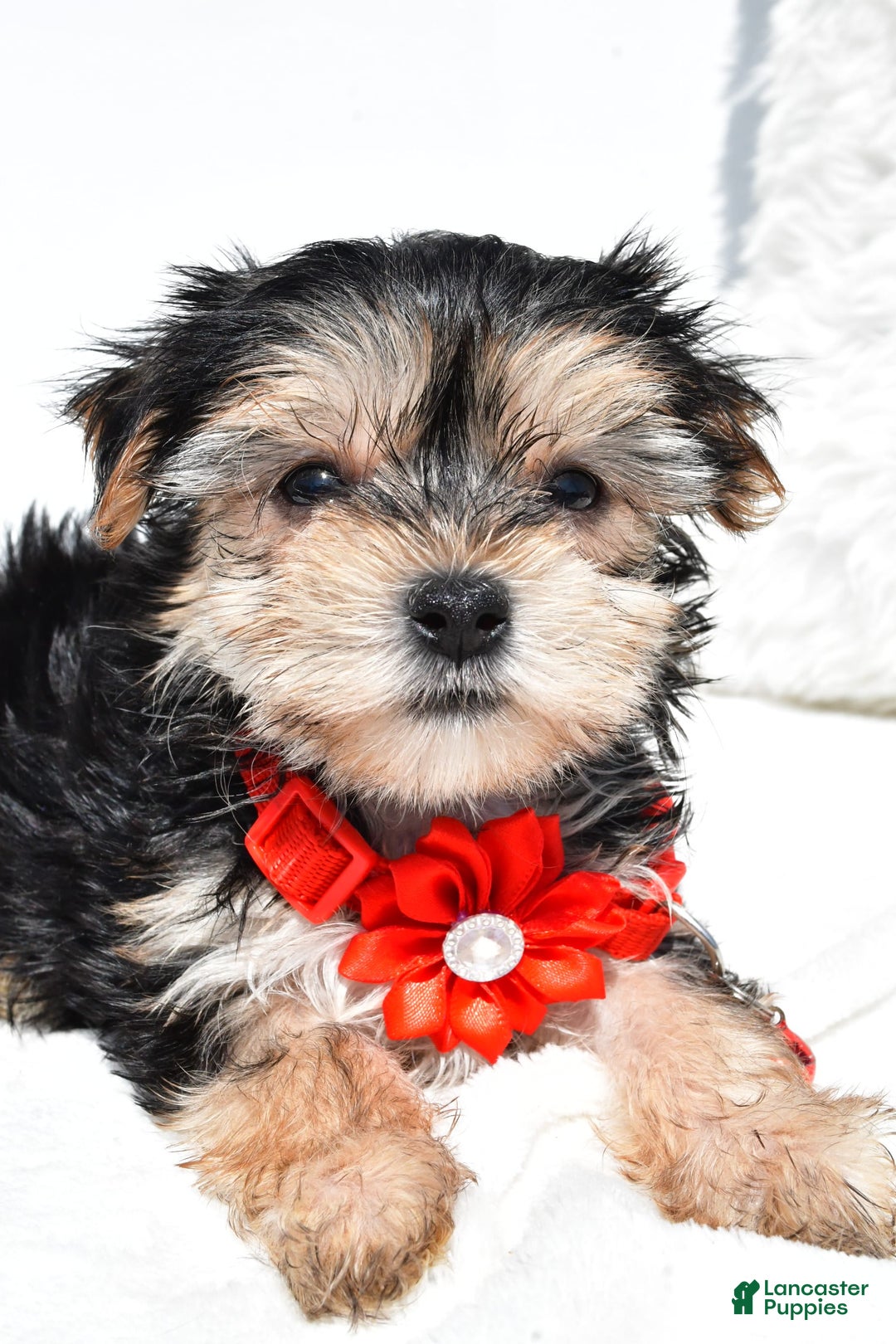 Morkie Dogs Red Morkie Morkie Puppies For Sale In Millersburg