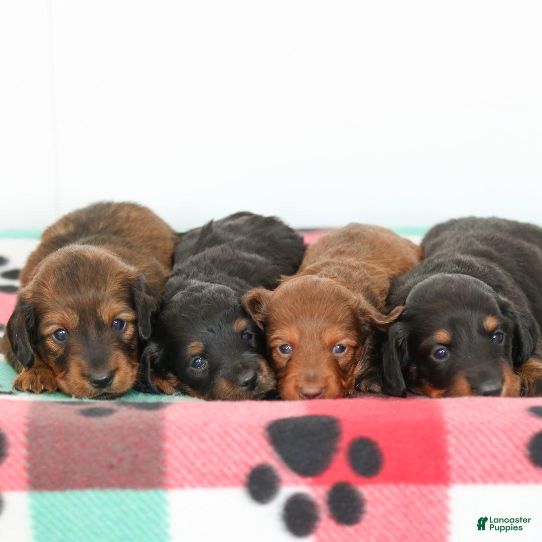 Miniature Dachshund dogs for sale: Indigo - Ad 5