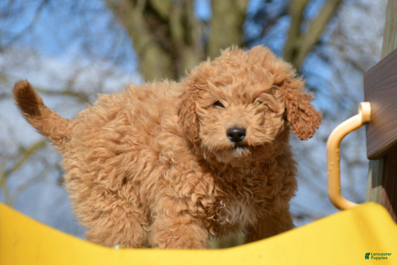 Mini Goldendoodle dogs Mini Goldendoodle Della - Ad 33