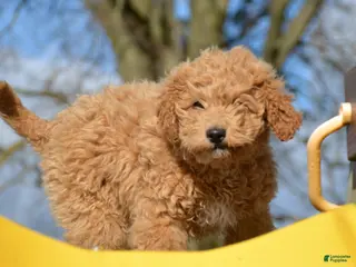 Mini Goldendoodle dogs Mini Goldendoodle Della - Ad 33