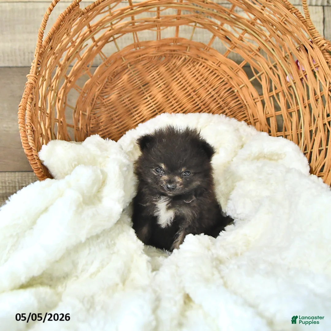 Pomeranian dogs for sale: Asher     EXTRA SMALL - Ad 1