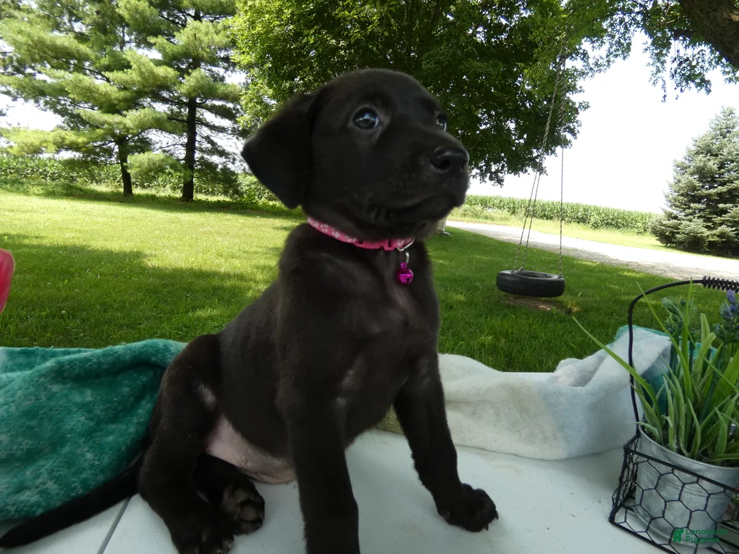 Sheprador dogs for sale: Sheprador 12 Lucinda - Ad 2