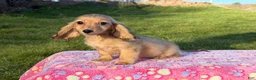 Miniature Dachshund dogs for sale: Cream - Ad 2