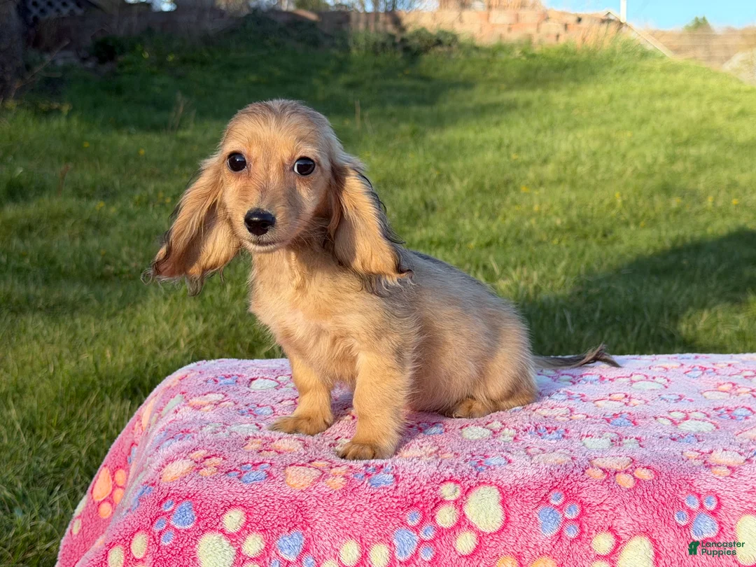 Miniature Dachshund dogs for sale: Cream - Ad 2