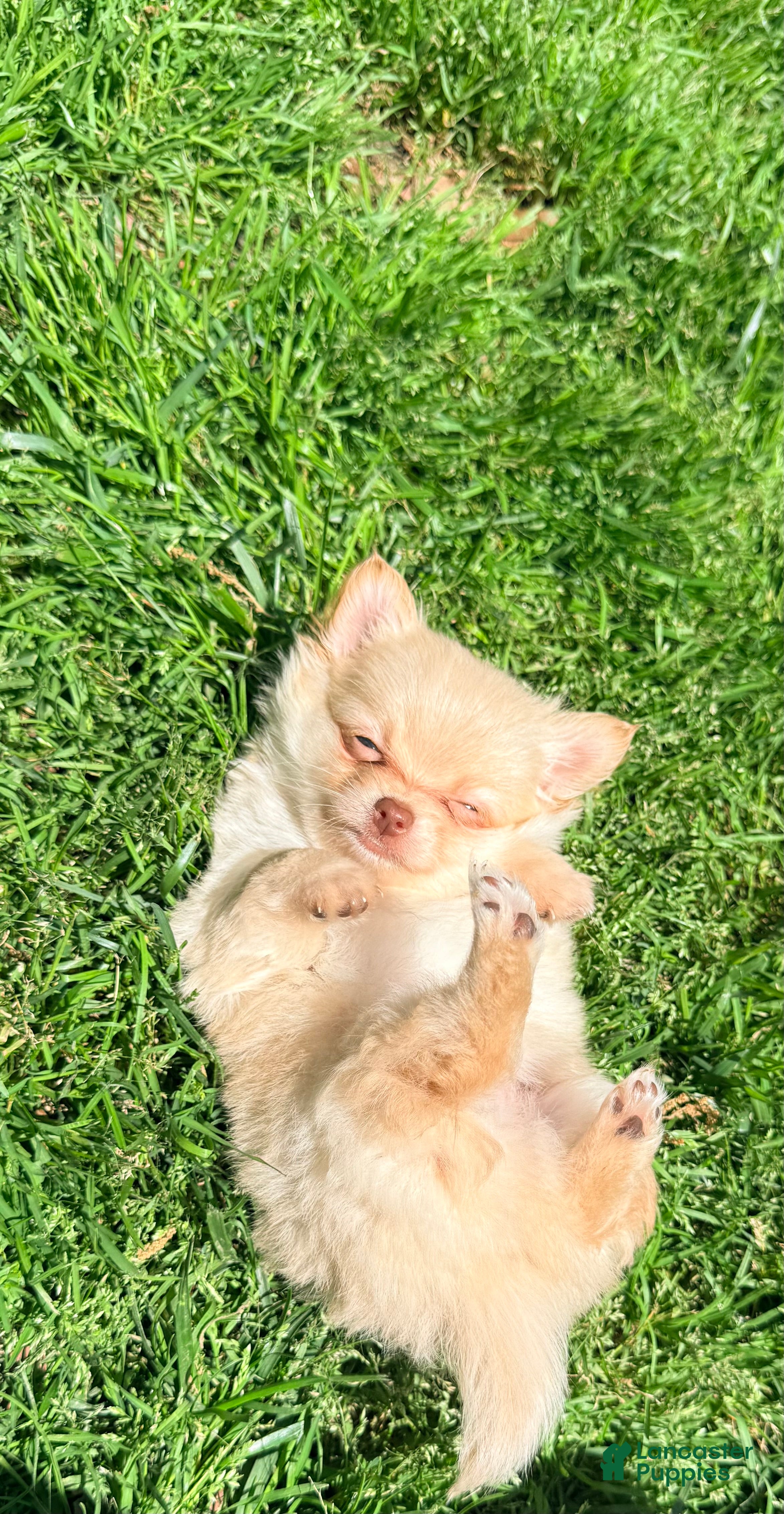 Pomchi dogs Cortland - Ad 1