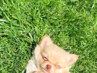 Pomchi dogs Cortland - Ad 3