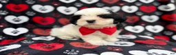 Shih Tzu dogs for sale: Sebastian  - Ad 3