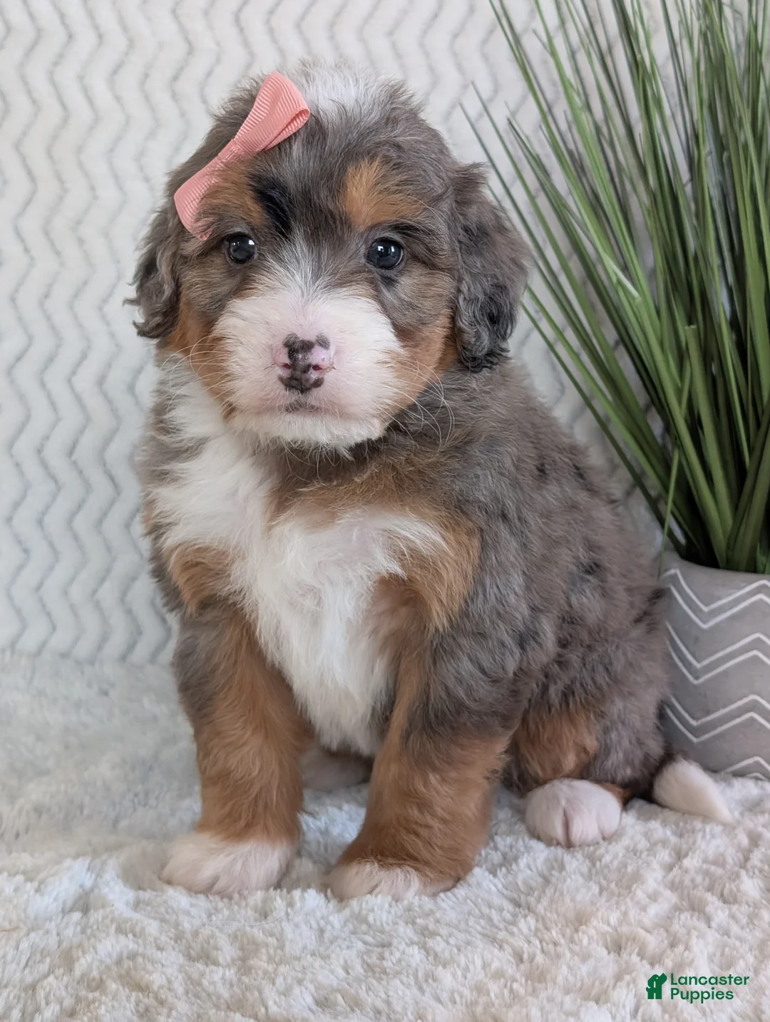 Mini Bernedoodle dogs for sale: Mini Poppy  - Ad 16