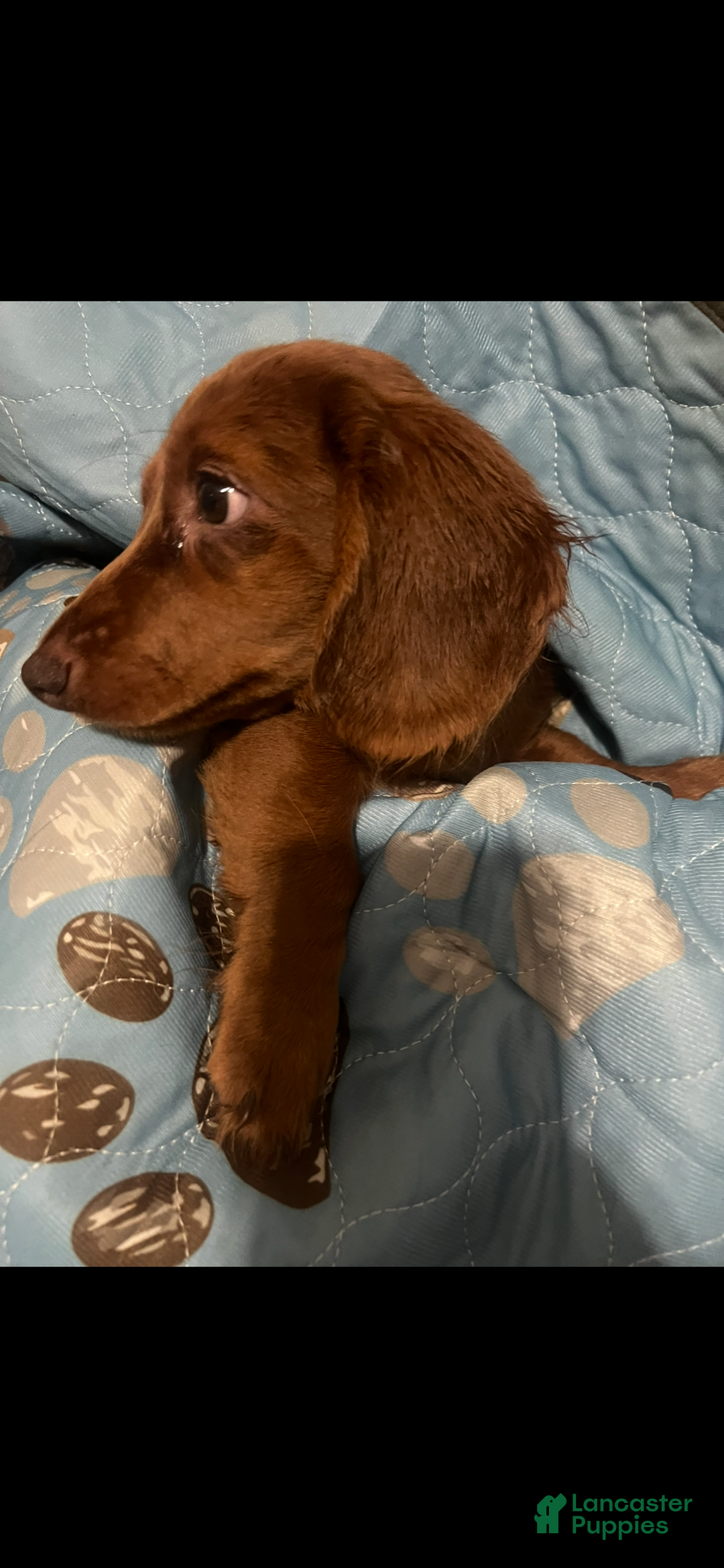 Miniature Dachshund dogs for sale: Queen - Ad 2