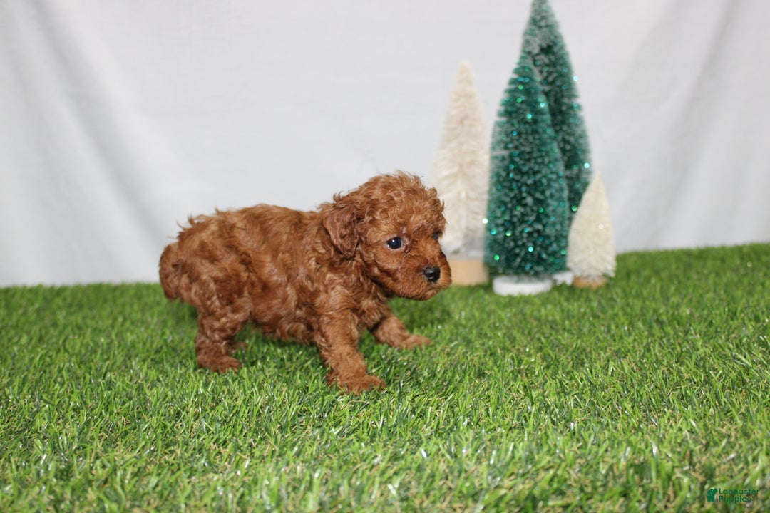 Toy Poodle dogs for sale: Annie - Ad 3