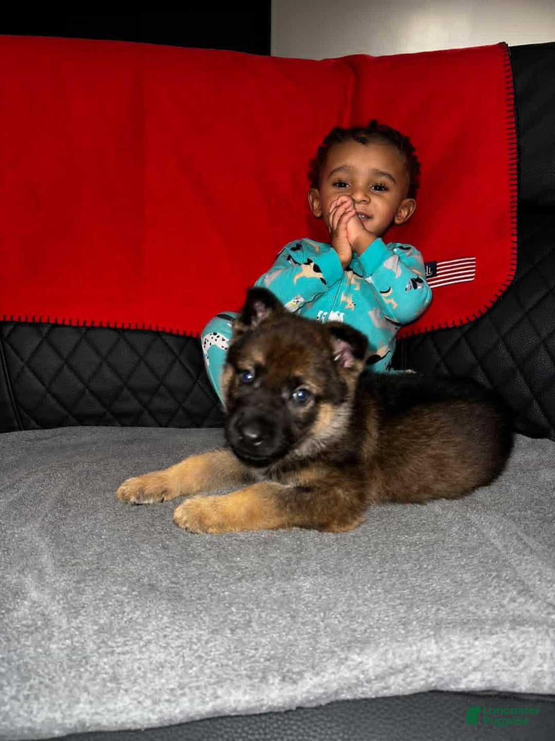 German Shepherd dogs for sale: German Shepherd Puppy 5 - Ad 4