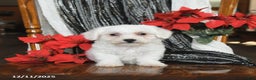 Bichon Frise dogs for sale: Dixie - Ad 2