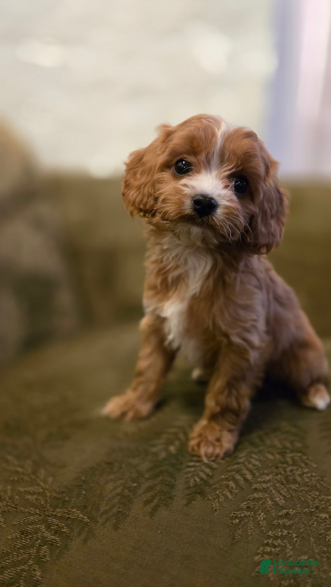 Cavapoo dogs for sale: Wren - Ad 12
