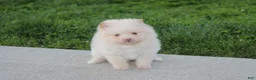 Pomeranian dogs for sale: Teddy  - Ad 5