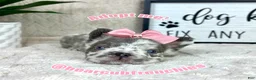 French Bulldog dogs for sale: Merle female - Ad 4
