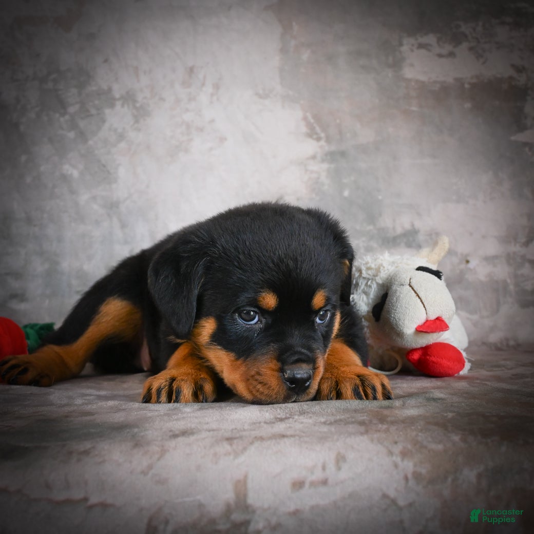 Rottweiler dogs Layla - Ad 2